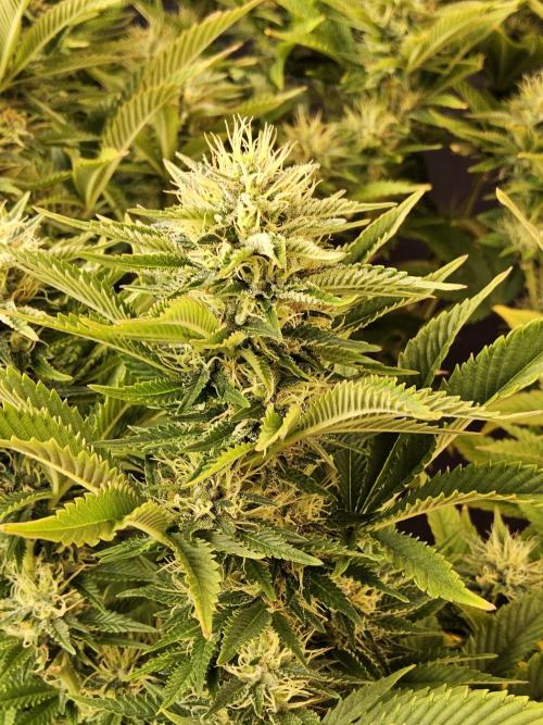 The Truffle of MSNL. Week 13