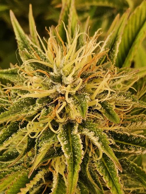 The Truffle of MSNL. Week 13
