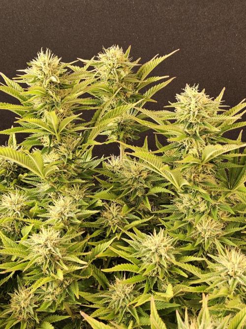 The Truffle of MSNL. Week 13
