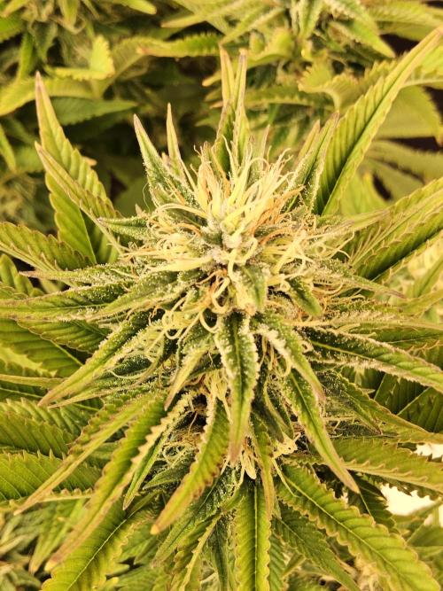 The Truffle of MSNL. Week 13