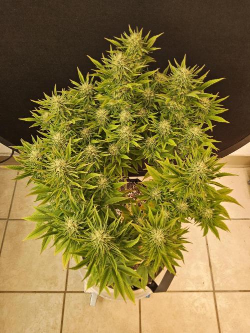 The Truffle of MSNL. Week 13
