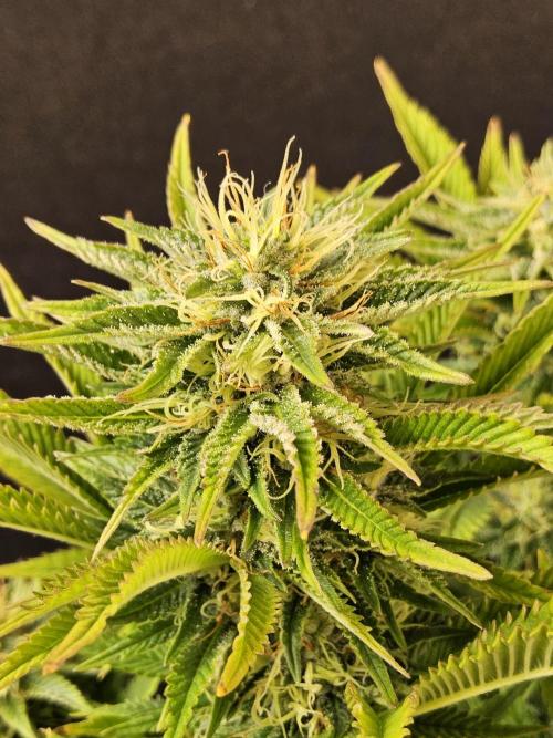 The Truffle of MSNL. Week 13