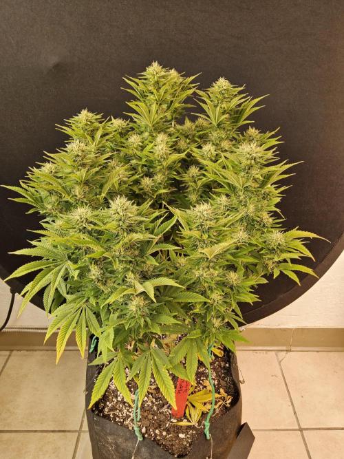 The Truffle of MSNL. Week 13
