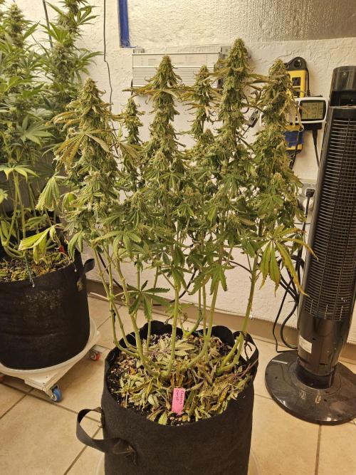 Freaky Cheese. Week 14