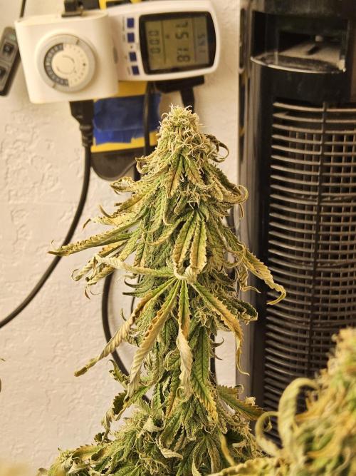 Freaky Cheese. Week 14