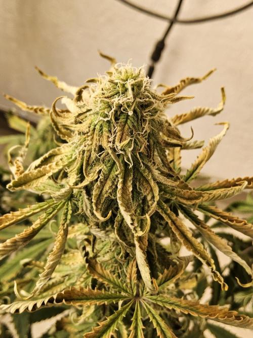 Freaky Cheese. Week 14