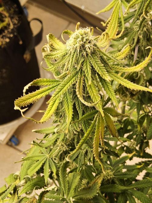Freaky Cheese. Week 14