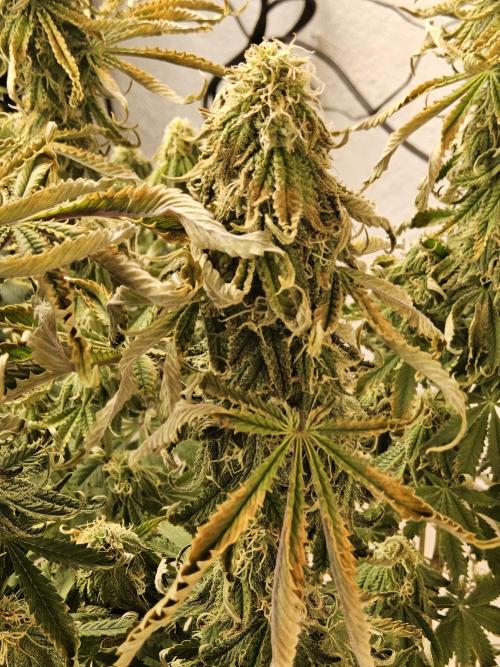 Freaky Cheese. Week 14