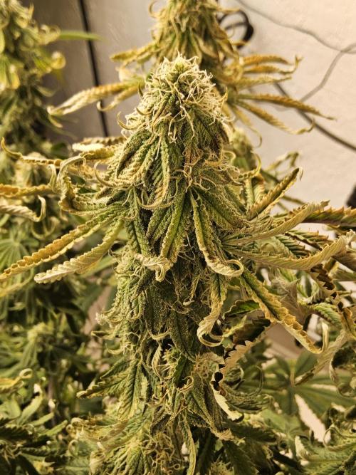 Freaky Cheese. Week 14