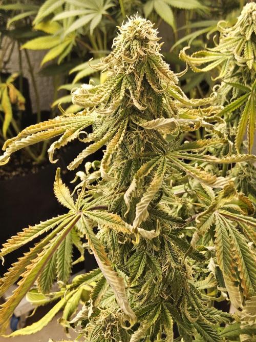 Freaky Cheese. Week 14