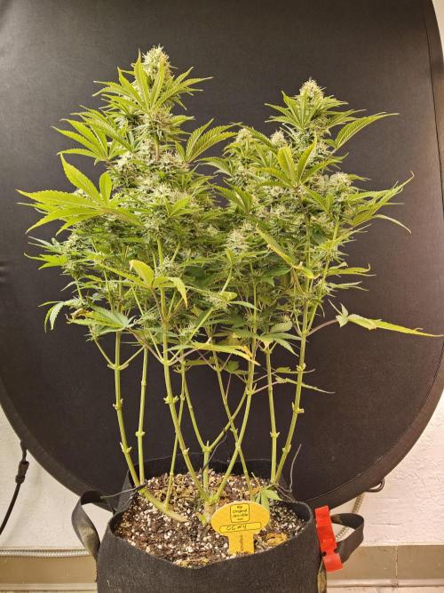 #4 Original. Week 14
