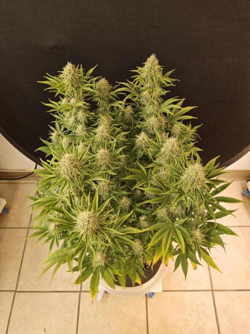 #4 Original. Week 14