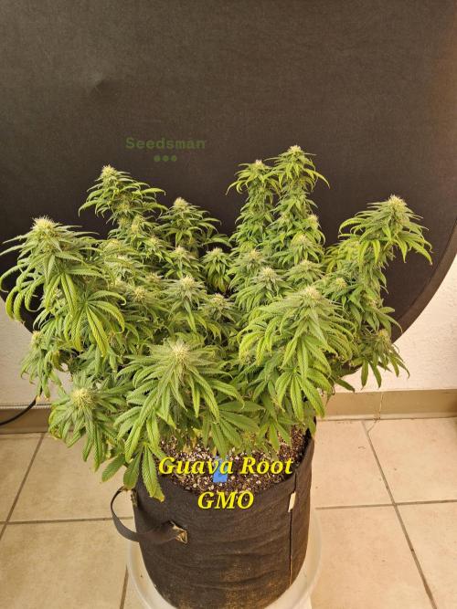 Sweet Guava Root. Week 14