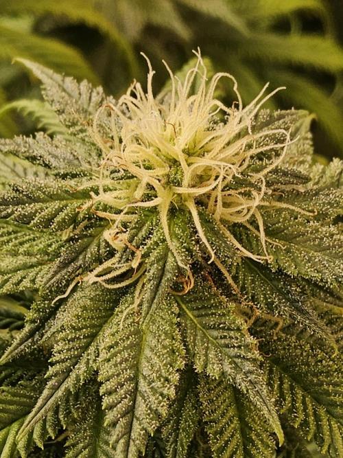 Sweet Guava Root. Week 14