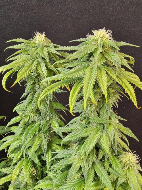 Sweet Guava Root. Week 14