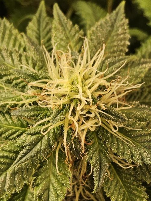 Sweet Guava Root. Week 14