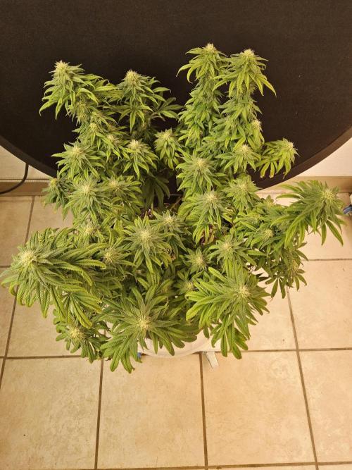 Sweet Guava Root. Week 14