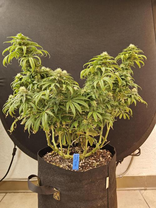 Sweet Guava Root. Week 14