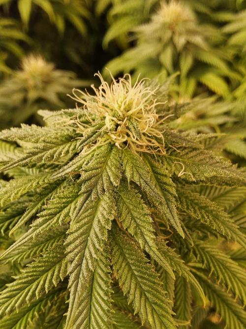 Sweet Guava Root. Week 14