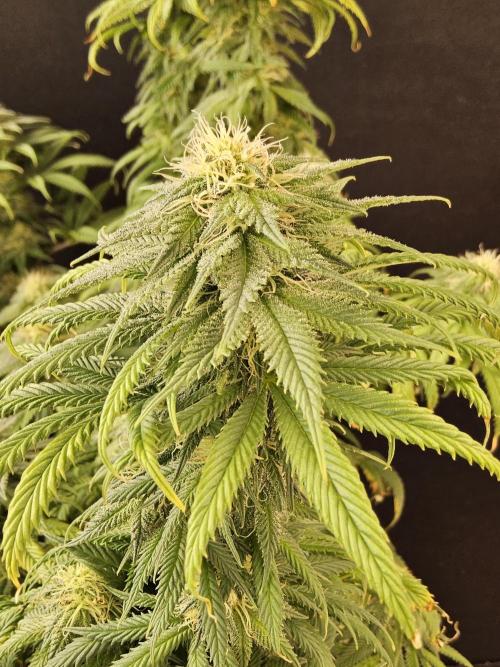 Sweet Guava Root. Week 14