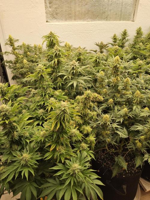 Sweet Guava Root. Week 14