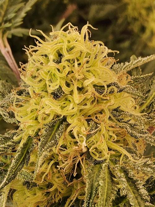 Freaky Croco. Week 14