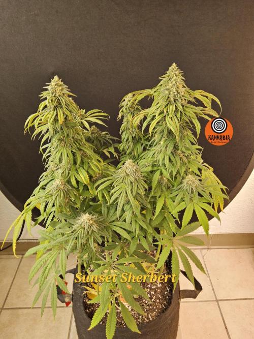 A Kannabian Sunset. Week 14