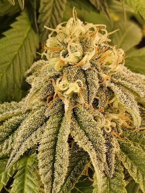 A Kannabian Sunset. Week 14