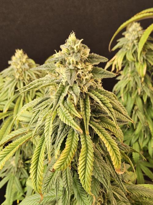 A Kannabian Sunset. Week 14