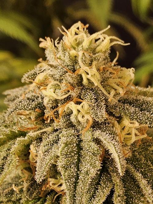 A Kannabian Sunset. Week 14