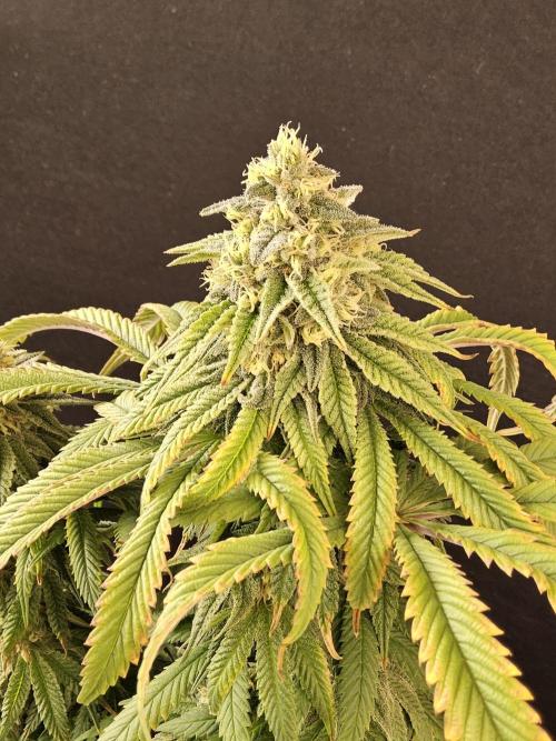 A Kannabian Sunset. Week 14