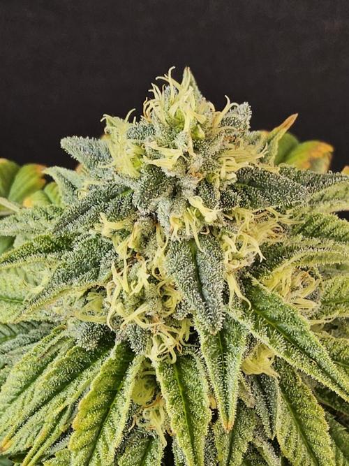 A Kannabian Sunset. Week 14