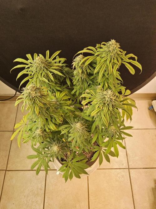A Kannabian Sunset. Week 14