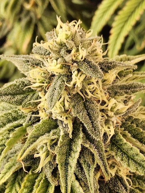 A Kannabian Sunset. Week 14