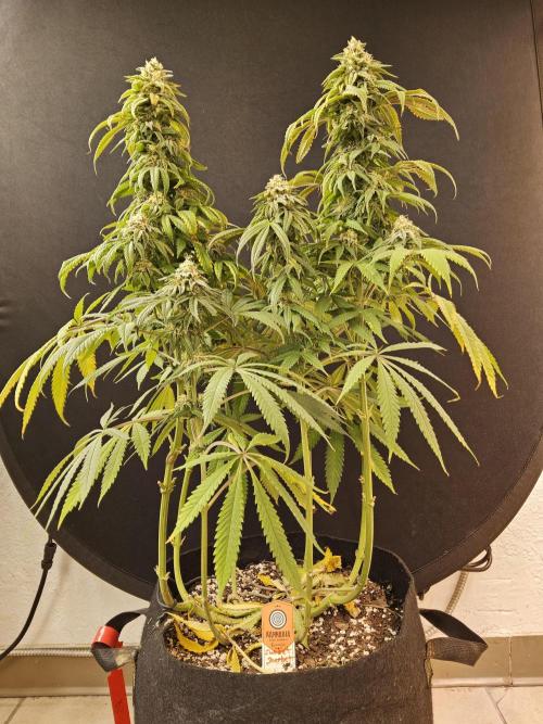 A Kannabian Sunset. Week 14