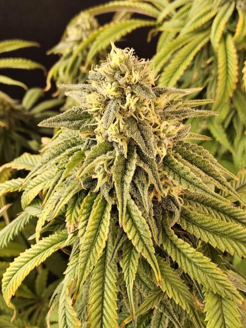 A Kannabian Sunset. Week 14