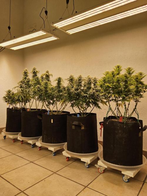 A Kannabian Sunset. Week 14