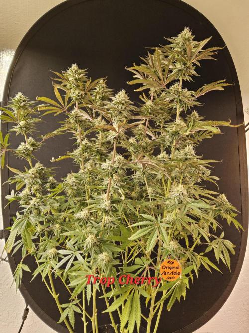 Very Cherry. Week 14