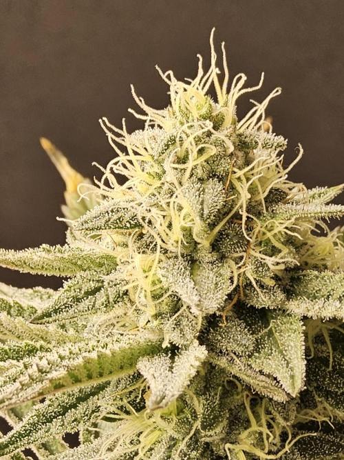 Very Cherry. Week 14