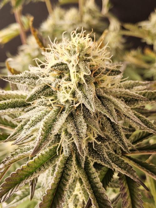Very Cherry. Week 14