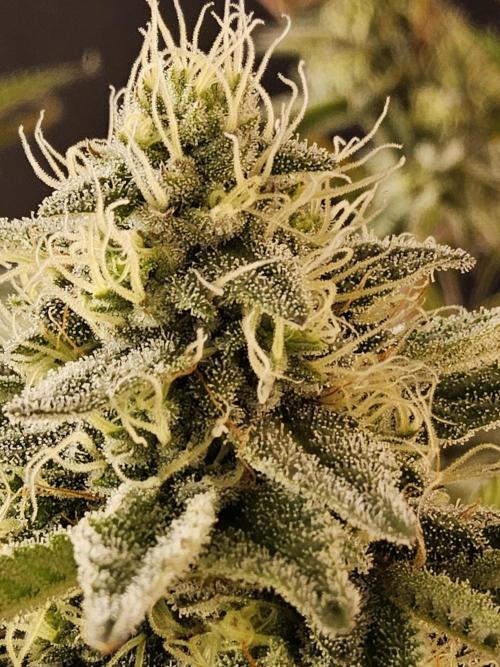 Very Cherry. Week 14