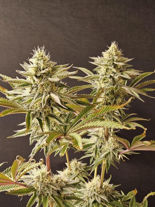 Very Cherry. Week 14
