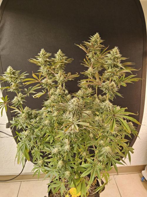 Very Cherry. Week 14