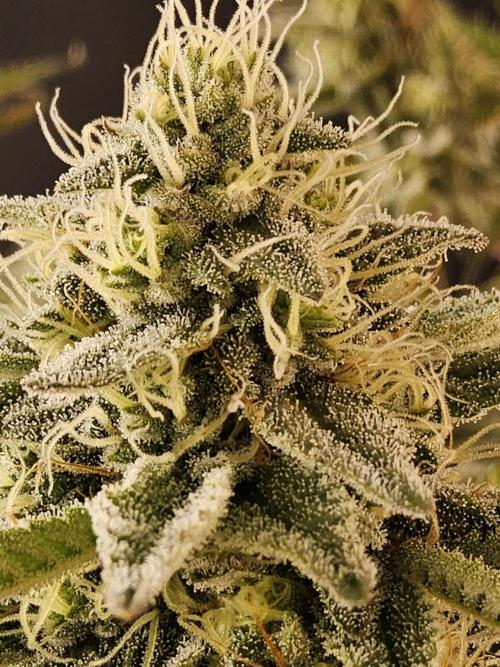 Very Cherry. Week 14
