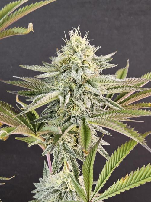 Very Cherry. Week 14