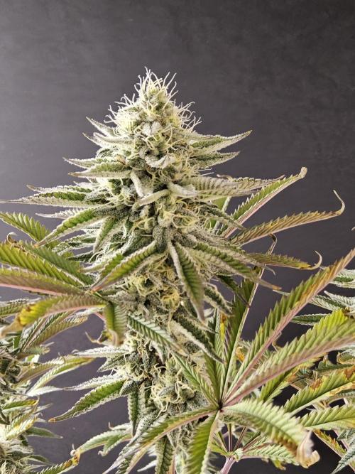 Very Cherry. Week 14