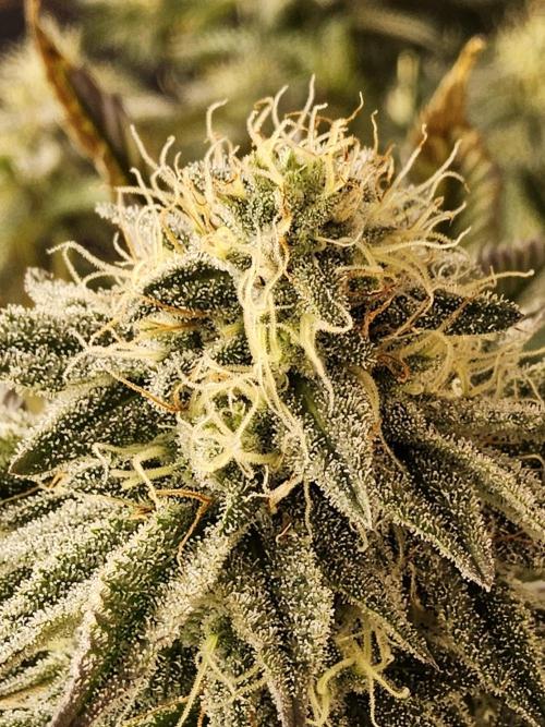 Very Cherry. Week 14