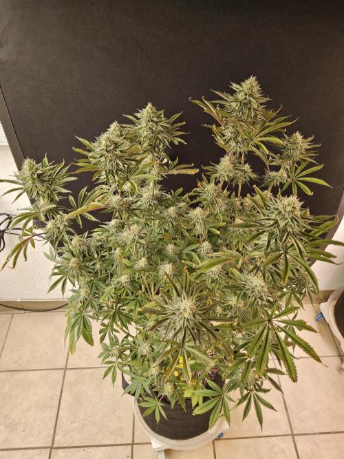 Very Cherry. Week 14
