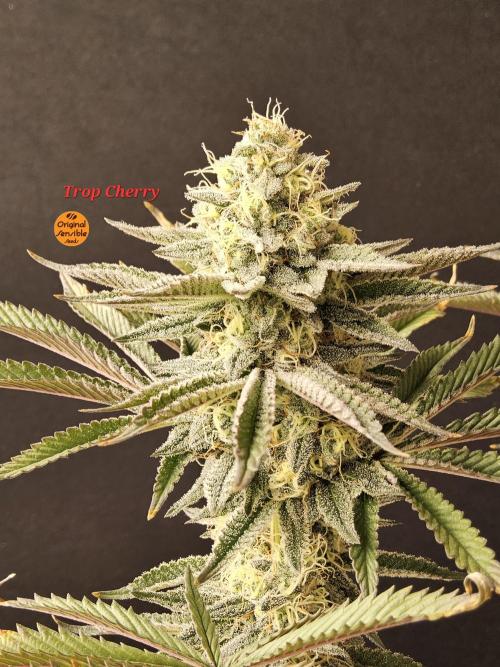 Very Cherry. Week 15