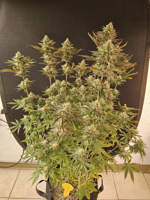 Very Cherry. Week 15